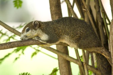 Sincap bir dal üzerinde yatıyor..