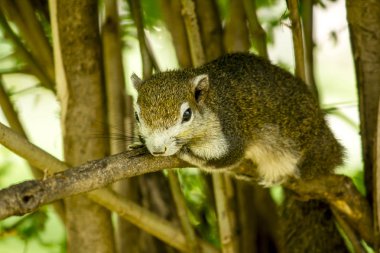 Sincap bir dal üzerinde yatıyor..