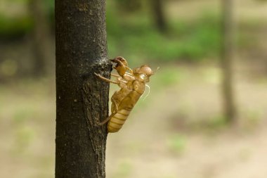 Daldaki cicada derisi.