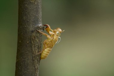 Daldaki cicada derisi.
