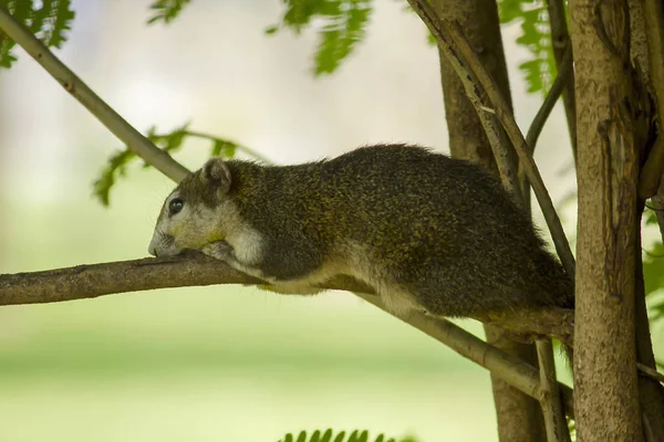 Sincap bir dal üzerinde yatıyor..