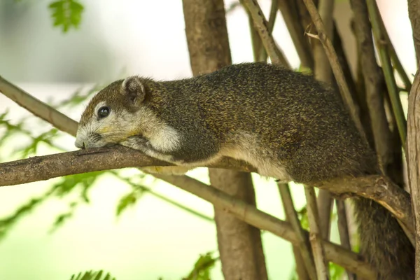 Sincap bir dal üzerinde yatıyor..