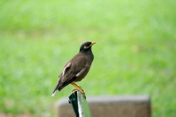 Mynas Liegt Auf Einem Stuhl Park — Stockfoto