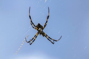 Doğada çok renkli Argiope örümcek