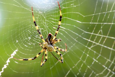 Doğada çok renkli Argiope örümcek