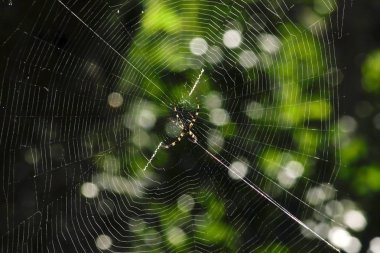 Doğada çok renkli Argiope örümcek