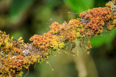 Doğada yosun bir dal üzerinde.