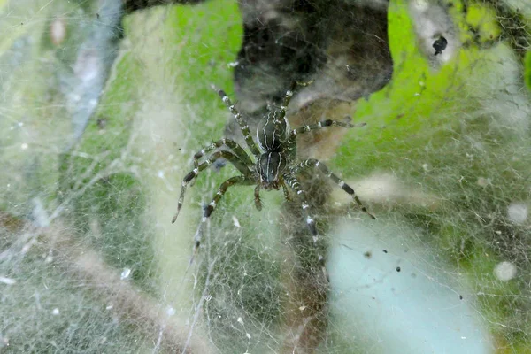 Çizgili Vücutlu Örümcek Doğada Yaşıyor — Stok fotoğraf