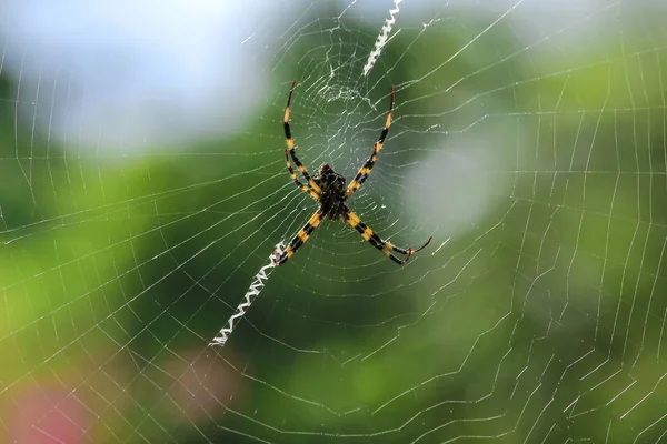 Argiope Multicolor Araña Naturaleza — Foto de Stock