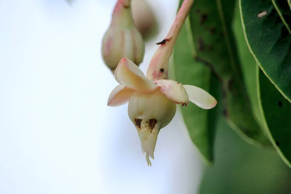 Impatiens Kerriae Craib Der Natur — Stockfoto