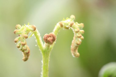 Yumuşak yeşil eğreltiotu yaprakları vuruyor.
