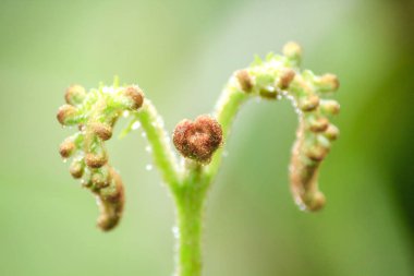 Yumuşak yeşil eğreltiotu yaprakları vuruyor.