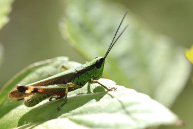 Çekirge üzerindeki doğada yeşil yaprak.