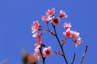 Doğada Prunus cerasoides