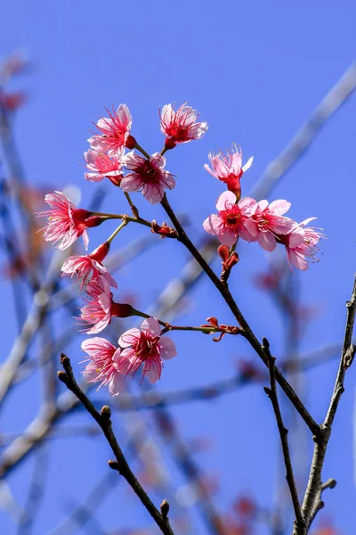 Prunus Cerasoides Naturze — Zdjęcie stockowe