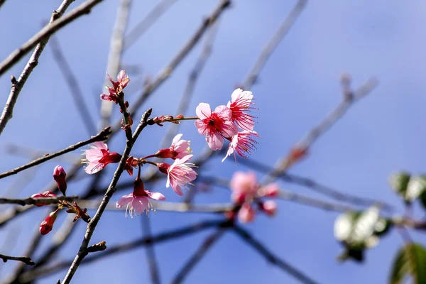 Doğada Prunus cerasoides