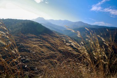 Rüzgarda devirme çimen