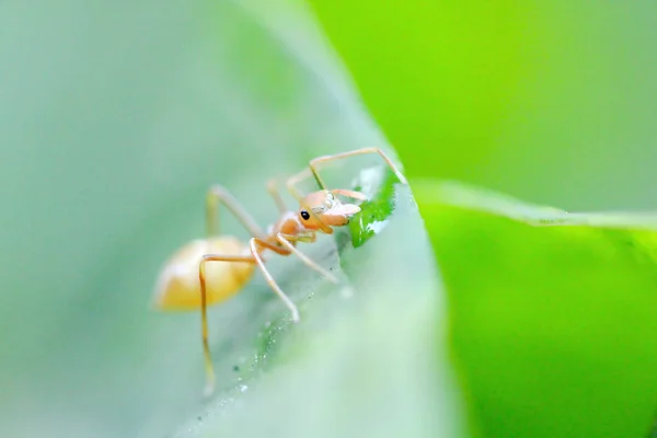 Mieren Zijn Bladeren Natuur — Stockfoto