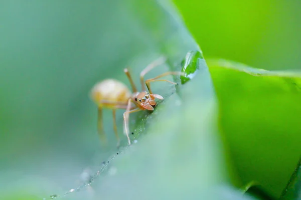 Las Hormigas Están Las Hojas Naturaleza —  Fotos de Stock