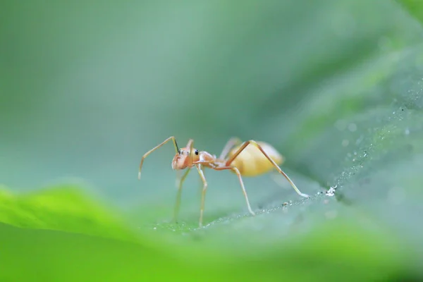 Doğada Yapraklarda Karıncalar Vardır — Stok fotoğraf