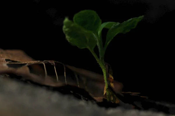 Kleiner Baum Mit Getrockneten Blättern Auf Dem Boden — Stockfoto