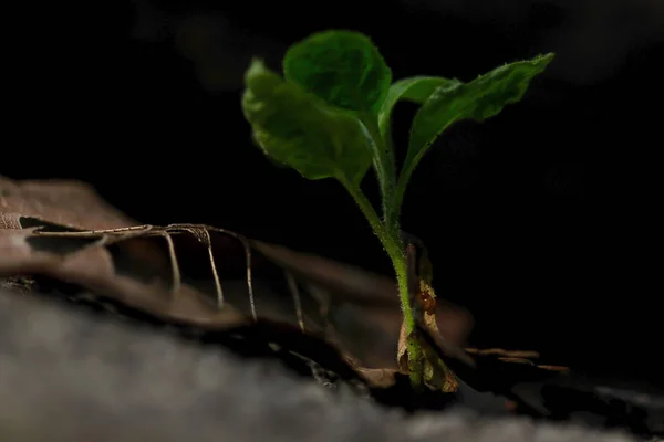 Pohon Kecil Dengan Daun Kering Tanah — Stok Foto