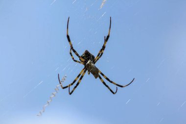 Doğada çok renkli Argiope örümcek