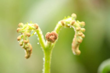Genç eğreltiotu su damlacıkları ile yeşil yaprakları.