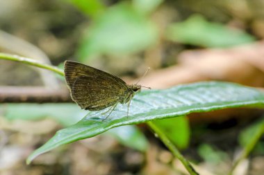Doğada yaprak üzerinde kahverengi kelebek