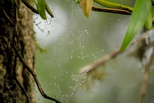 Spider Web Water Droplets — Stock Photo, Image