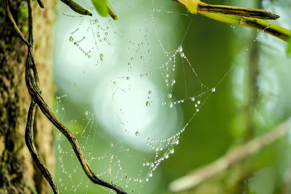 Red Araña Con Gotas Agua — Foto de Stock