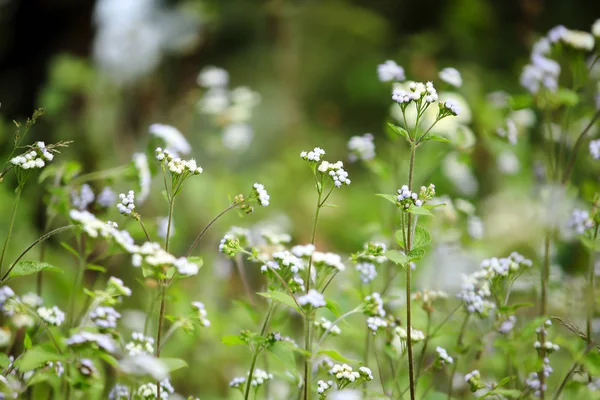 草の中の小さな白い花 — ストック写真
