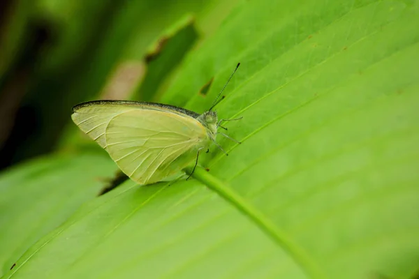 大白菜白蝴蝶在大自然的绿叶上 — 图库照片