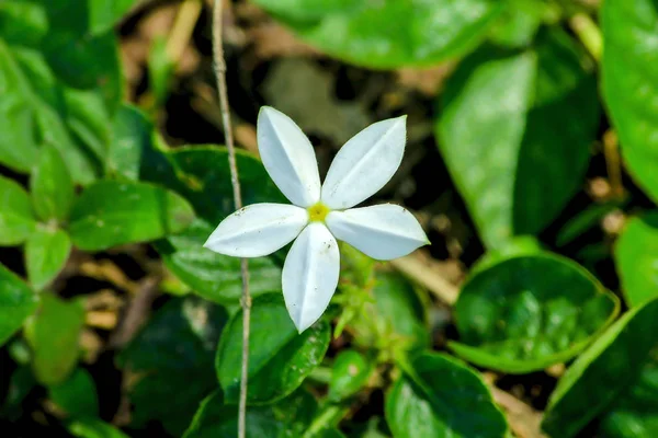 Kulak memeleri olan beyaz yabani çiçekler..