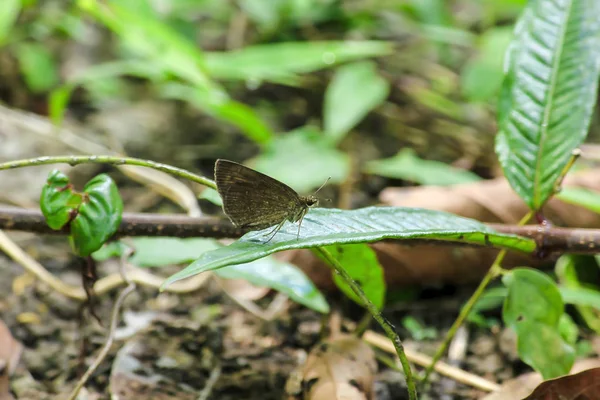 Doğada yaprak üzerinde kahverengi kelebek
