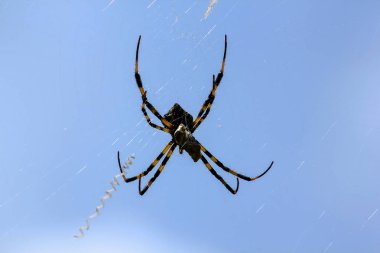 Argiope doğal örme lif versicolor.