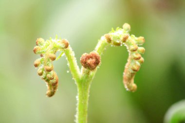 Doğa eğreltiotu yumuşak sürgünler