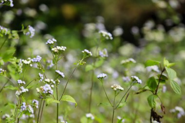 Vernonia cinerea çayırda