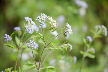 Vernonia cinerea çayırda