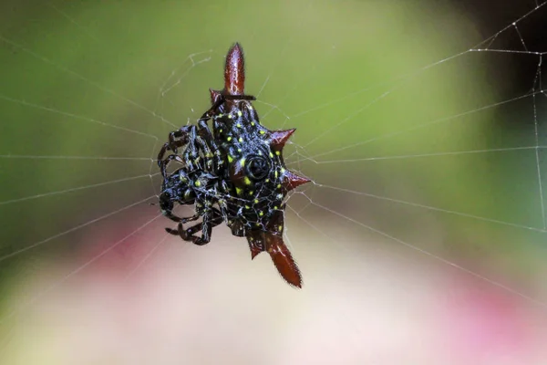 Spiny Orb Weaver Dans Nature — Photo