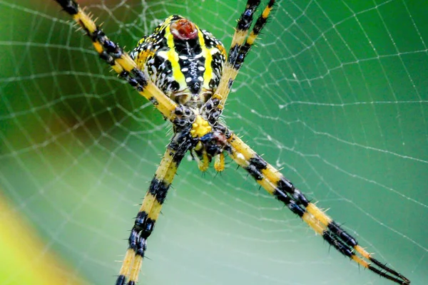 Argiope Versicolor Натуральному Язаному Волокні — стокове фото