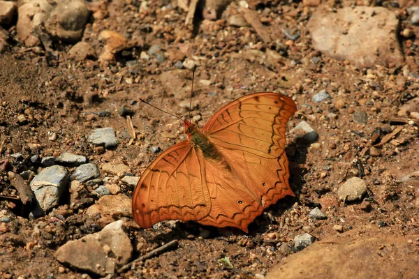 Croiseur Commun Dans Nature Déploie Des Ailes — Photo