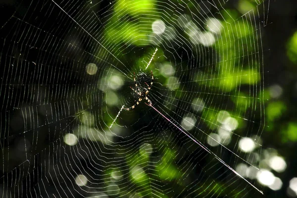 Argiope Versicolor Натуральном Трикотажном Волокне — стоковое фото