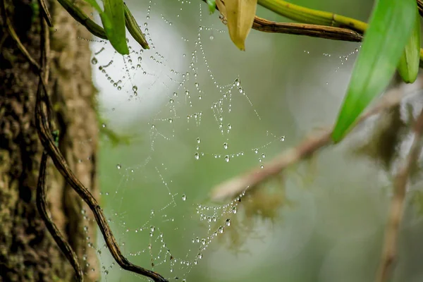 Gotas Agua Adheridas Tela Araña — Foto de Stock