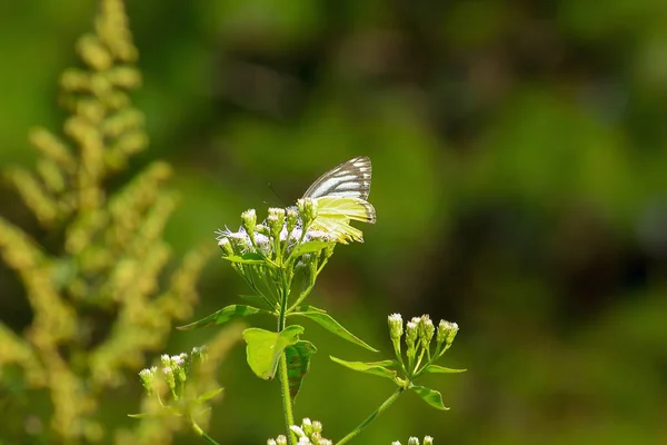 Papillon Jaune Sur Fleur — Photo