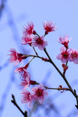Güzel doğada çiçek Prunus cerasoides.