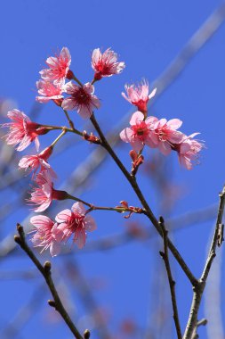 Güzel doğada çiçek Prunus cerasoides.