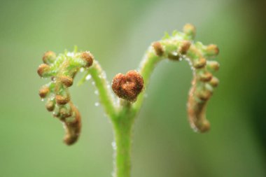 Doğa eğreltiotu yumuşak sürgünler.