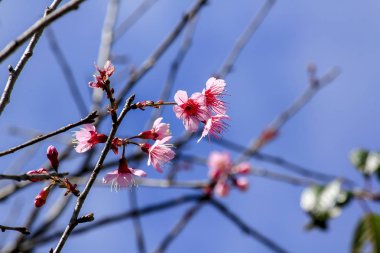 Güzel doğada çiçek Prunus cerasoides.