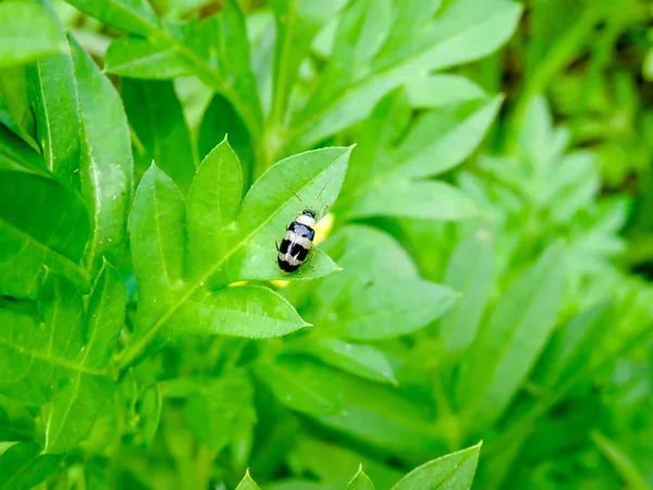 Kleine Zwarte Kever Groene Bladeren Natuur — Stockfoto